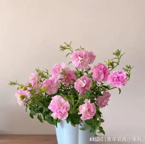 盆栽草花界的王者,花朵像牡丹,多季节开花,皮实且好养