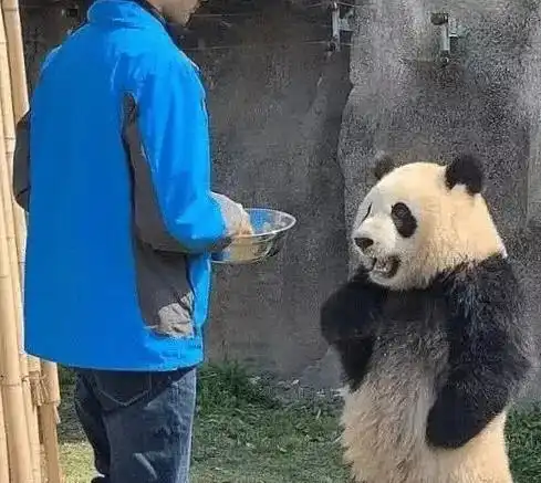 网红界再添新成员,熊猫叉腰火了,网友图片配文彻底被玩坏了