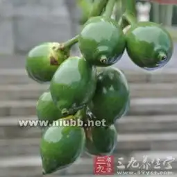 槟榔是什么槟榔怎么吃最有营养