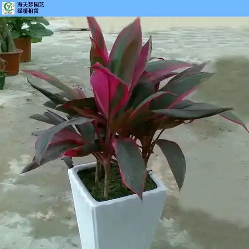 张家港绿植租赁成本价