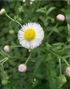 selina晒清纯自拍巧遇很像我的小花