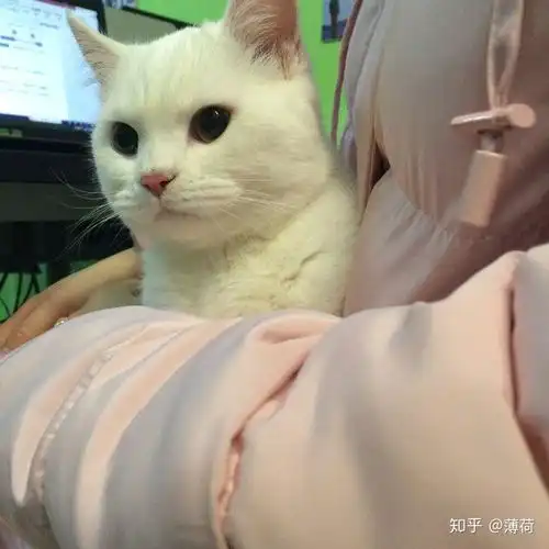 带宠物上班是什么体验