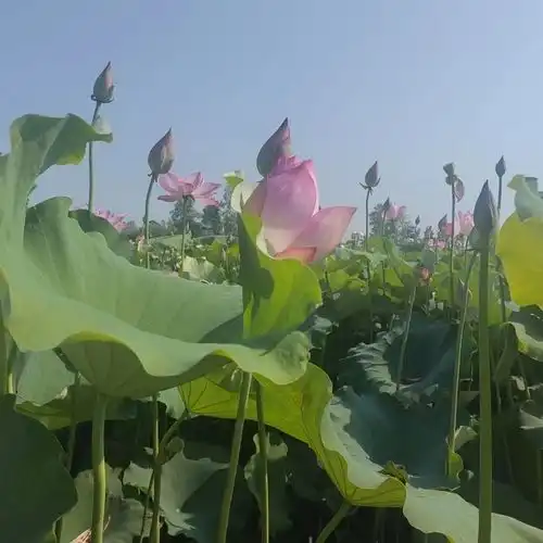 爱莲六月胜春花,荷花盛开的信阳市平桥区五里镇邀您到来