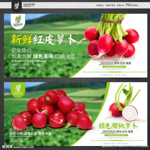 樱桃萝卜图片