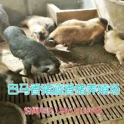 幼猪价格型号图片