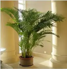 大足绿植花卉,大足绿植花卉配送,大足绿植盆载,大足发财树