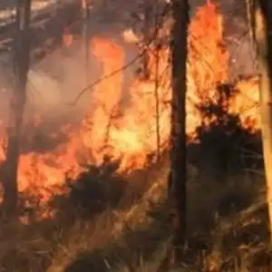 秘鲁森林火灾已致14人死亡近2000人受灾