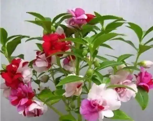 5种花养在家里,一整年都有好运气,花开美翻天,大家都抢着买