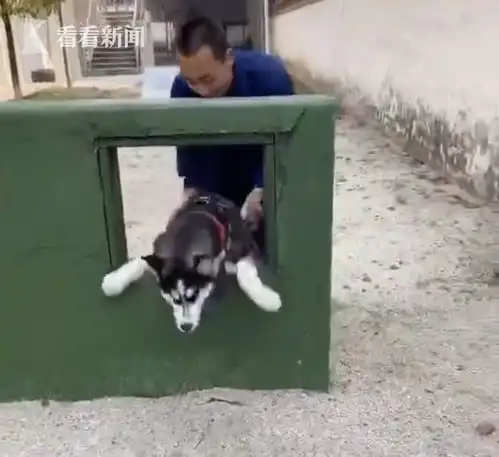 二哈在云南做警犬会是什么样把特警队都拆了
