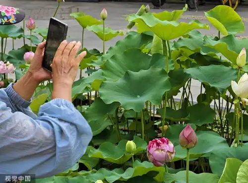 武汉沙湖公园荷花盛开罕见并蒂莲悄然绽放