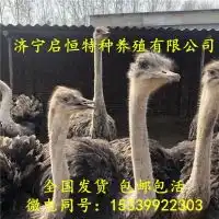 办证价格型号图片