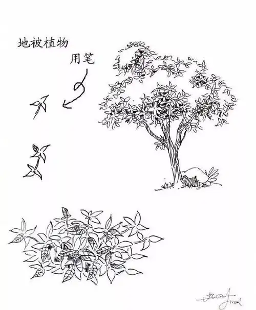 一些关于手绘的植物速写绘制的方法参考