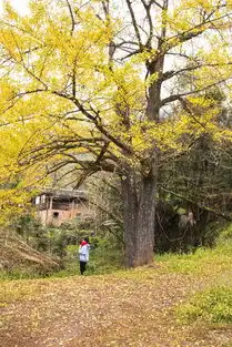 趁着还未入冬,去三明赏个秋