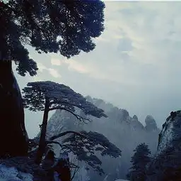 黄山天都峰迎客松