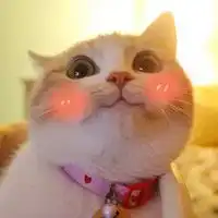 有点沙雕萌宠搞怪头像