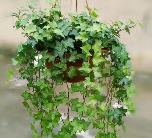 这3种绿植盆栽,是对抗二手烟的好帮手,让你远离毒气