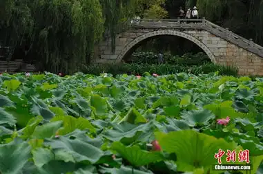 昆明大观公园荷花盛开吸引游客