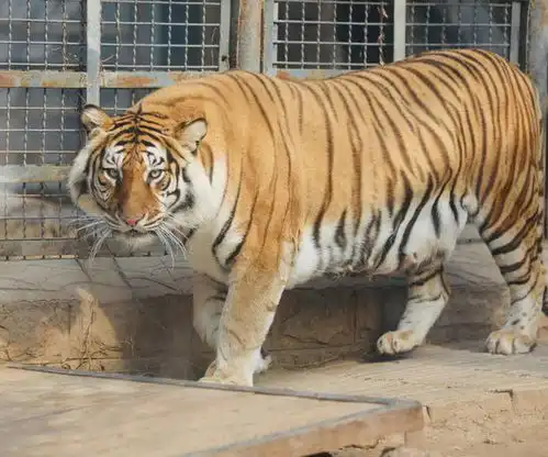 虎口救女反被咬死,猛虎伤人的8年后女儿至今仍未得到父亲原谅