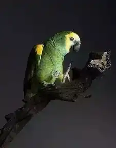 动物也戴珠宝,你见过吗