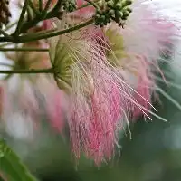 长安逸动发动机噪音大吗