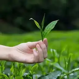 茶虽好,千万别喝错