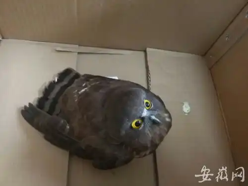 合肥一小区飞落一只国家二级保护动物猛鸮已被救治观察
