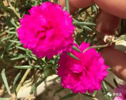 7月骄阳似火,养花就盆栽太阳花,重瓣花型如牡丹,打理省劲