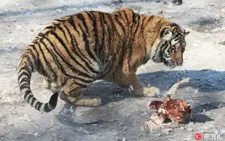 过年天天吃肉百兽之王胖成球哈尔滨东北虎林园老虎遭吐槽