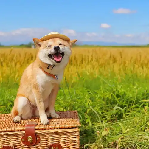 柴犬是我们狗子届顶流吧