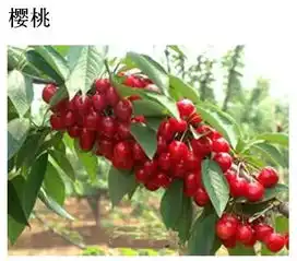 常吃番石榴抗衰老五月最该吃的7种应季水果