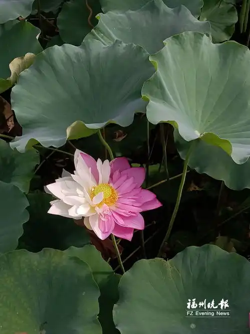 福建农林大学观音湖种荷十二年首见一花开双色
