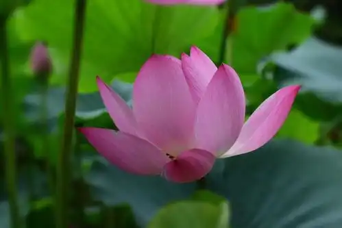 洛阳隋唐植物园荷花盛开,盛夏七月不一样的风景