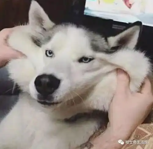 碰到这样的主人,狗子们一脸的生无可恋,就连二哈都没幸免