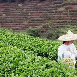 2019阳朔茶观园景区门票,阳朔阳朔茶观园景区游玩攻略,阳朔茶观园景区游览攻略路线地址门票价格