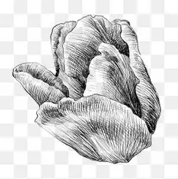 素描花图片大全素描花素材免费下载千库网png第3页