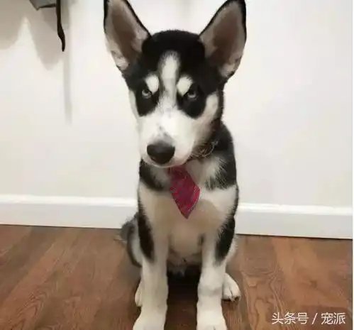 养了一只哈士奇,可这狗子好像跟我有仇似的,天天各种嫌弃你