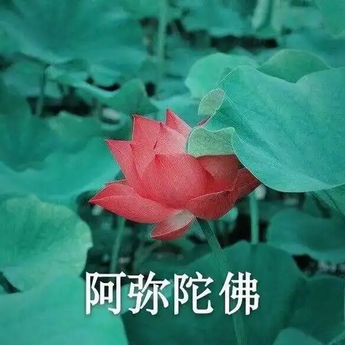有哪些不用被爸妈diss的头像