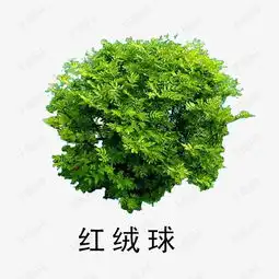 花草树木素材图片免费下载高清漂浮素材png千库网图片编号1932657