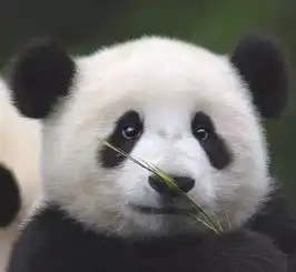 wuli熊猫宝宝是动物界的实力网红,走到哪里哪里红