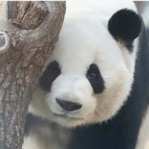 大熊猫萌兰8岁生日快乐和花和叶生日快乐