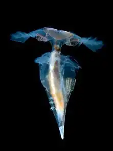 海底的半透明生物我们来玩捉迷藏吧
