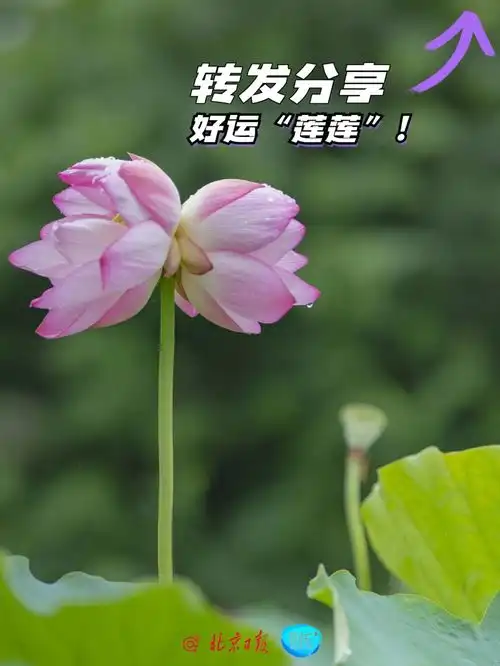 周末好去处北京10个公园荷花盛放,妈妈的头像又可以上新了