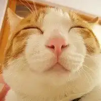 搞怪萌宠头像女生微信头像图片大全
