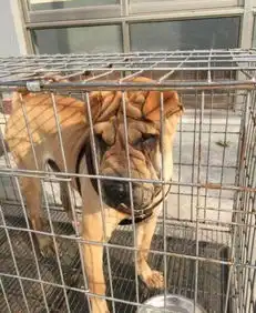 沙皮串串图片