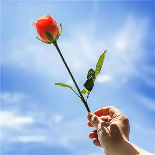 微信大自然花卉头像剪纸