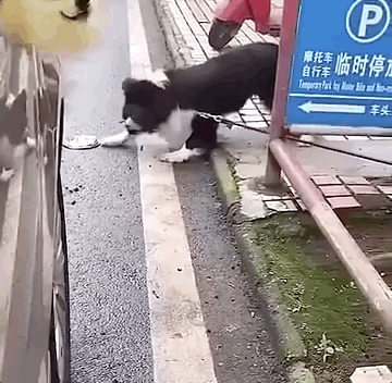 倒车压扁狗狗的干饭盆,狗子就你这个技术,还能开车