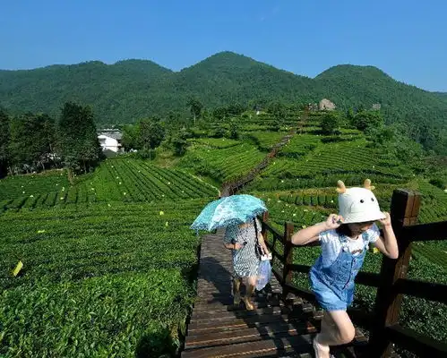 个案分析桂林山水甲天下,茶文化旅游怎拓展