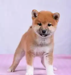 图哪里有卖柴犬柴犬多少钱柴犬图片柴犬幼犬北京宠物狗