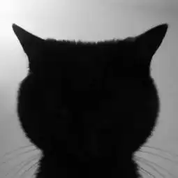 岛国一主人教你怎么样才能拍出好看的黑猫照片,前提是一定要...