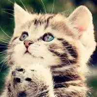 卡通生肖猴微信头像微信头像图片大全